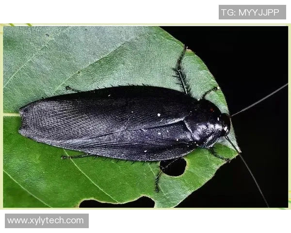 蟑螂足球的奇妙冒险:探索小生物的竞技世界与人类的奇特互动 蟑螂足球的奇妙冒险:探索小生物的竞技世界与人类的奇特互动